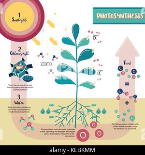 Photosynthesis process diagram illustration vector design Stock Vector