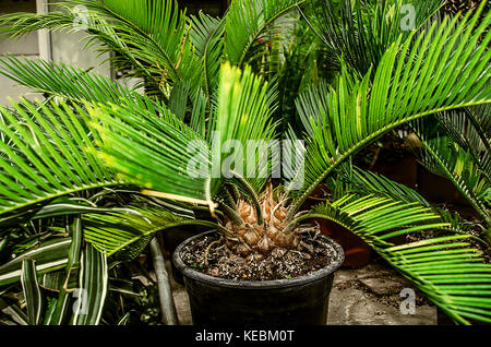 Sago palm with a large trunk in a black bucket among other plants Stock Photo