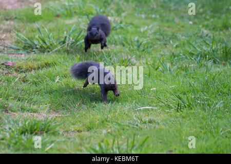 Eastern grey squirrels at Delta BC Canada 2017 Oct. Stock Photo