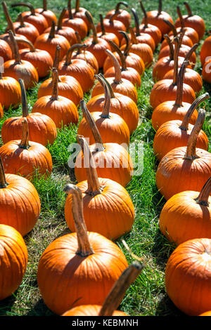 Rows of pumpkins ready for harvest at a pumpkin patch farm in New York State Stock Photo