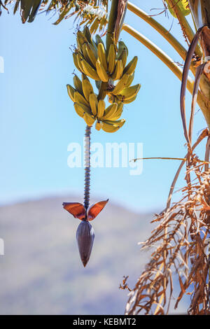 Bunch of outdoor banana in nature. Stock Photo