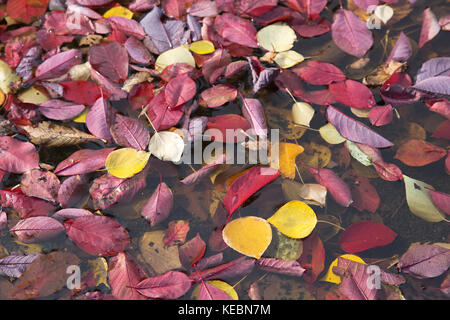 Autumn leaves Stock Photo