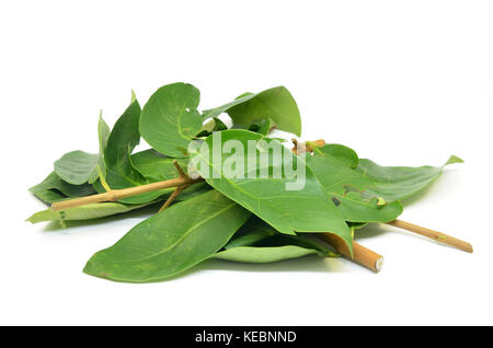Daun Salam known as the Indonesian Bay Leaf Stock Photo