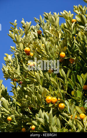 Kumquats growing on a tree in Hobart, Tasmania, Australia Stock Photo