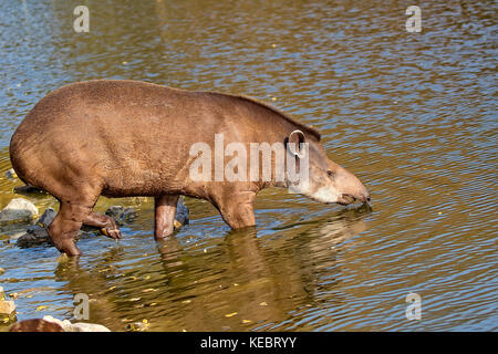 Tapir in the river Stock Photo