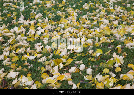 Tromso,Norway,19th October 2017,Overcast in Tromso, Norway©Keith Larby/Alamy Live News Stock Photo
