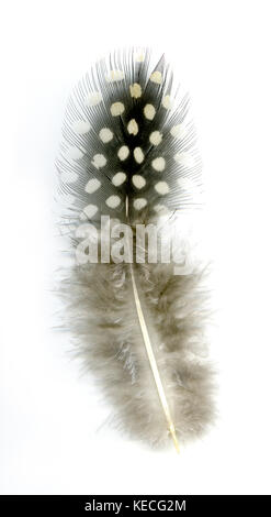 Single guinea fowl feather against a white background Stock Photo