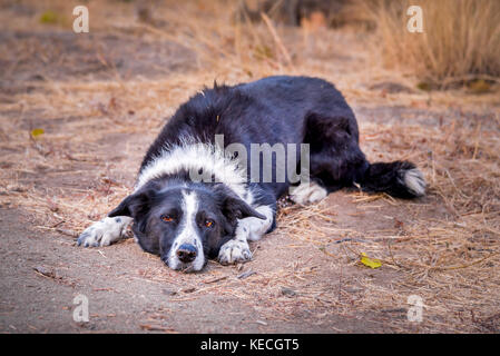 order collie lying on ground waiting for person to throw stick Stock Photo