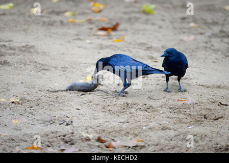 Two crows in Hyde Park with a dead rodent Stock Photo