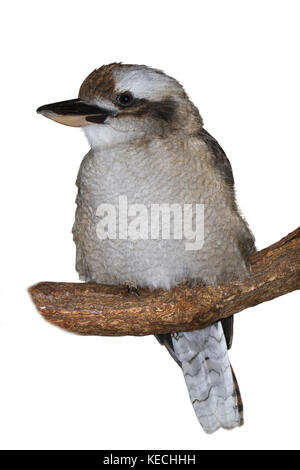 The laughing kookaburra isolated on white Stock Photo
