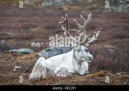 reindeer in a landscape of northern Mongolia Stock Photo
