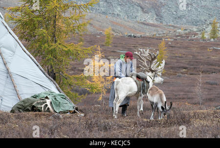 tsaatan man saddling up his reindeer in rain in northern mongolian landscape Stock Photo