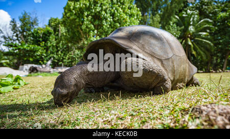 Close up of a giant tortoise on the seychelles Stock Photo