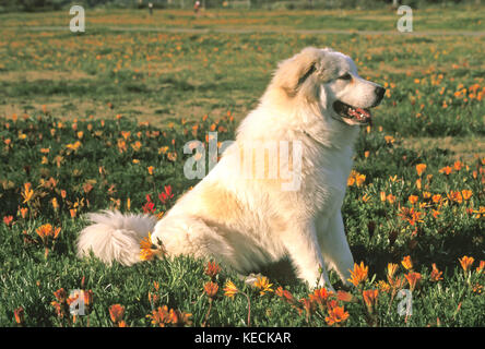 Great Pyrenees Dog sitting in field of flowers in Southern California dog enjoying Summer sun Side view profile © Myrleen Pearson Stock Photo