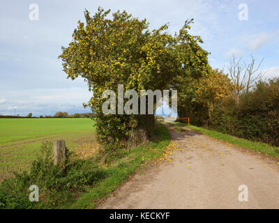 a farm road with a gate and a crab apple tree with ripe and fallen fruit beside a wheat field under a blue cloudy sky in yorkshire Stock Photo