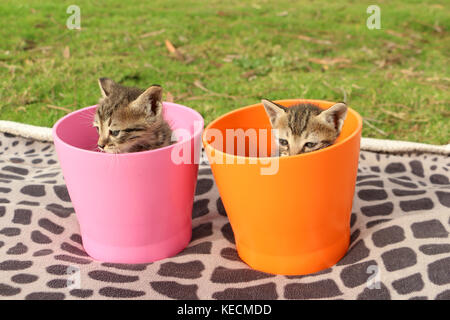 two kittens in pots Stock Photo