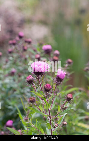 Aster novae-angliae 'Barr's Pink' flowering in Autumn. Stock Photo