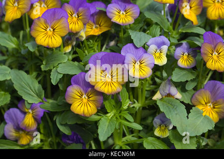 Brightly coloured Viola 'Sorbet Morpho' flowers in Autumn. Stock Photo