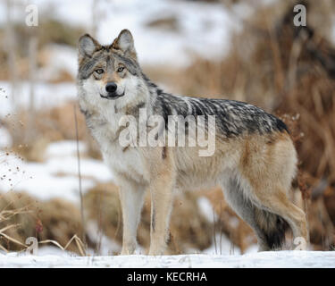 Mexican Gray Wolf. Standing. Walking Away From Camera Stock Photo - Alamy