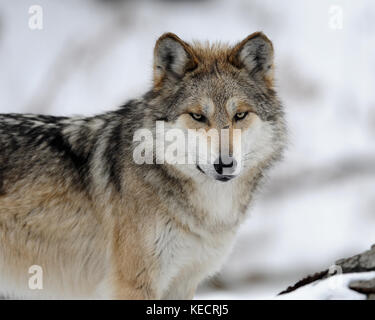 Mexican gray wolf (Canis lupus) during Winter Stock Photo