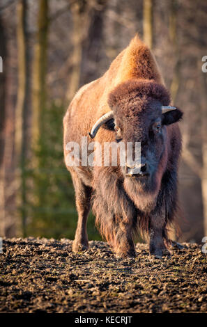 American bison (bison bison) portrait at the Brookfield Zoo in Brookfield, Illinois on January 6, 2012 Stock Photo