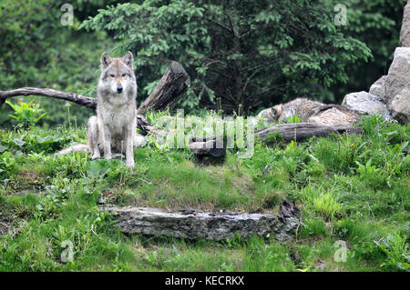 Mexican gray wolf (Canis lupus baileyi) in forest Stock Photo