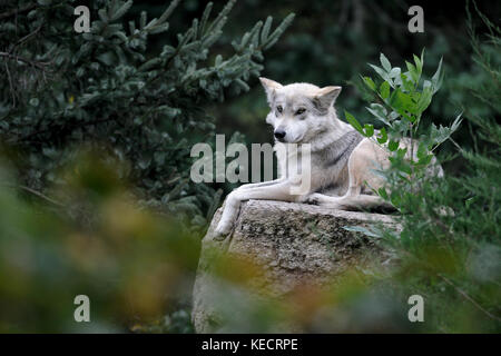 Mexican gray wolf (Canis lupus) in forest Stock Photo