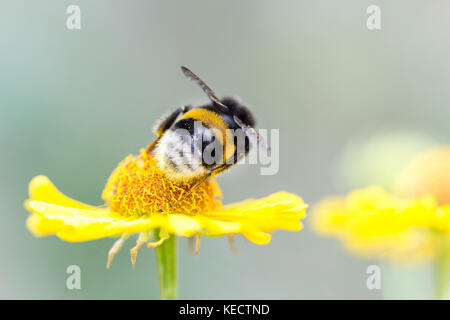 Close up of beautiful striped bumblebee gathering pollen from yellow garden flower. Blurred soft background. Stock Photo