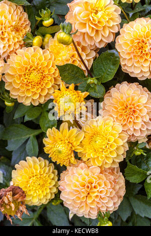 Pink dahlia ' Fuga' flowers in bloom Stock Photo