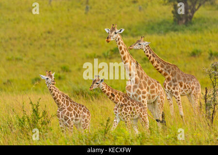 Giraffe Family in the Veldt in Murchison Falls National Park in Uganda Stock Photo