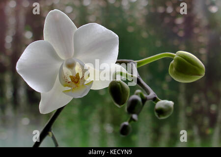 white orchid o window ledge with rain on window behind Stock Photo