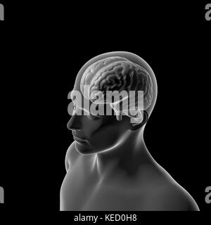 Human Brain, Anatomy, Head Stock Photo