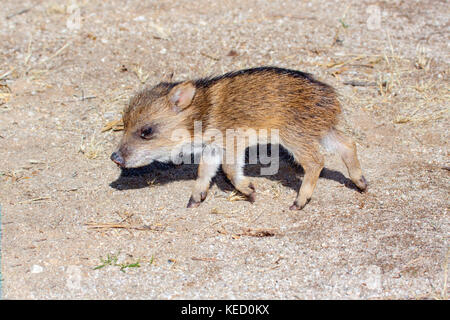 Collared Peccary Tayassu tajacu Tucson, Pima County, Arizona, United States 5 December     One week old baby.       Dicotylidae or Tayassuidae Stock Photo