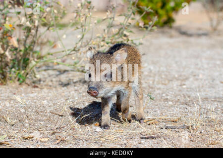 Collared Peccary Tayassu tajacu Tucson, Pima County, Arizona, United States 5 December     One week old baby.       Dicotylidae or Tayassuidae Stock Photo