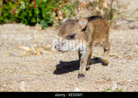 Collared Peccary Tayassu tajacu Tucson, Pima County, Arizona, United States 5 December     One week old baby.       Dicotylidae or Tayassuidae Stock Photo