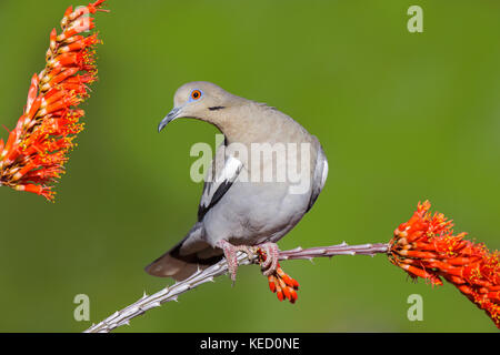 White-winged Dove  Zenaida asiatica Amado, Santa Cruz County, Arizona, United States 16 April 2011       Adult on Ocotillo (Fouquieria splendens).     Stock Photo