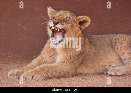 Lion Cub roaring in Limpopo Province, South Africa Stock Photo