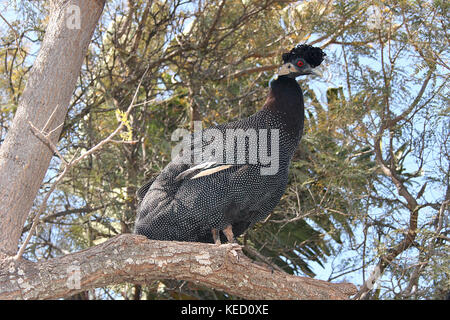 Crested Guineafowl perching in a tree in Limpopo Province, South Africa Stock Photo