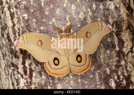 Emperor Gum Moth (Opodiphthera eucalypti) adult male showing antennae, native to Australia, introduced to New Zealand, captive bred Stock Photo