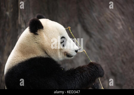 Panda eating bamboo isolated with blurred background Stock Photo