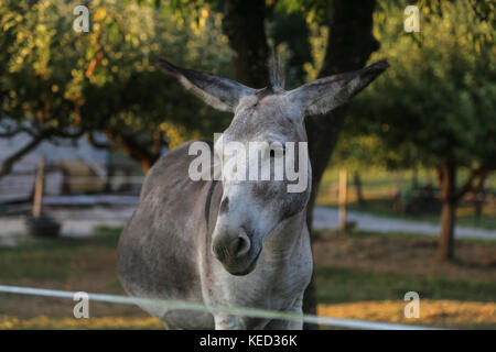 Gray donkeys in the open air Stock Photo