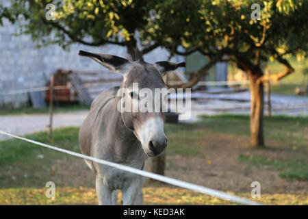 Gray donkeys in the open air Stock Photo