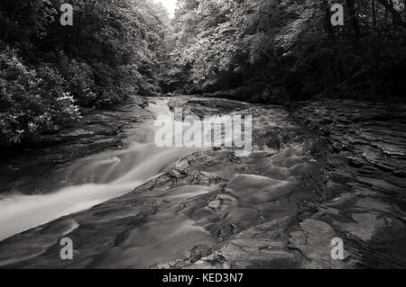 A mountain stream flowing though the woods in black and white Stock Photo