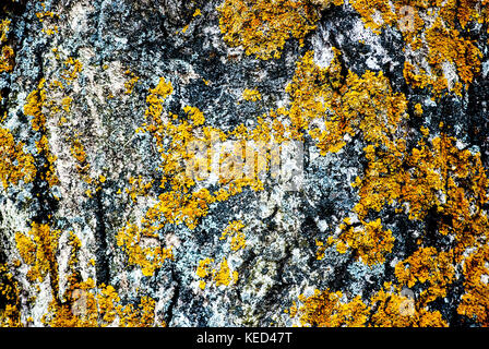 Moss on a walnut tree,Tree Bark Texture Stock Photo