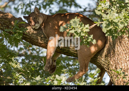 Cougar (Puma concolor), adult, rests in the tree, captive, occurrence America Stock Photo