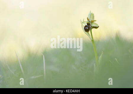 Early Spider Orchid (Ophrys sphegodes), Thuringia, Germany Stock Photo