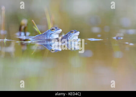 Moor frogs (Rana arvalis), two males, blue coloured during mating ...