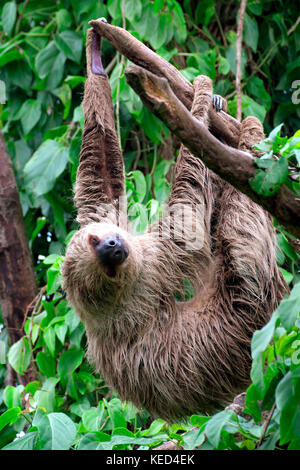 Linnaeus's two-toed sloth (Choloepus didactylus), captive, occurrences in Central and Northern South America Stock Photo