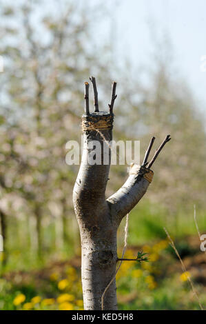 image of a grafting fruit tree in an apple orchardi n spring Stock Photo