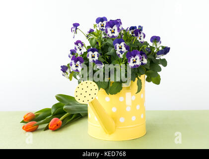 Yellow watering can with white polka dots filled with small purple pansy flowers and a bunch of orange tulips with copy space. Stock Photo